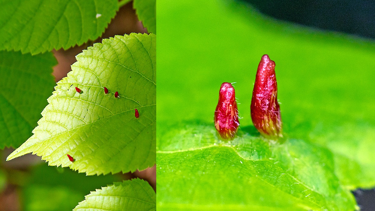 Lime Nail Gall Mite [Eriophyes tiliae]