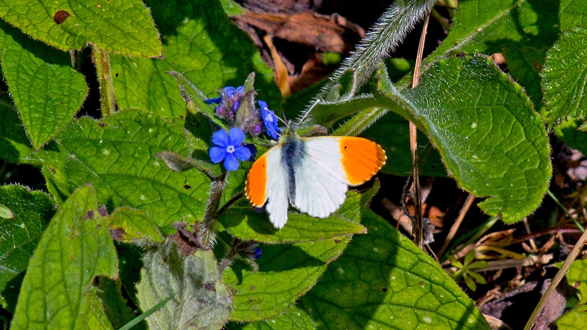 Orange Tip [Anthocharis cardamines]