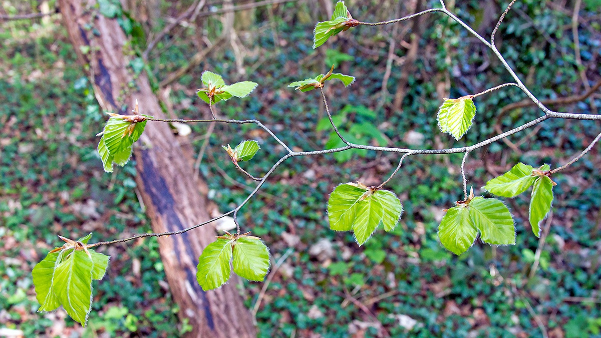 European Beech [Fagus sylvatica]