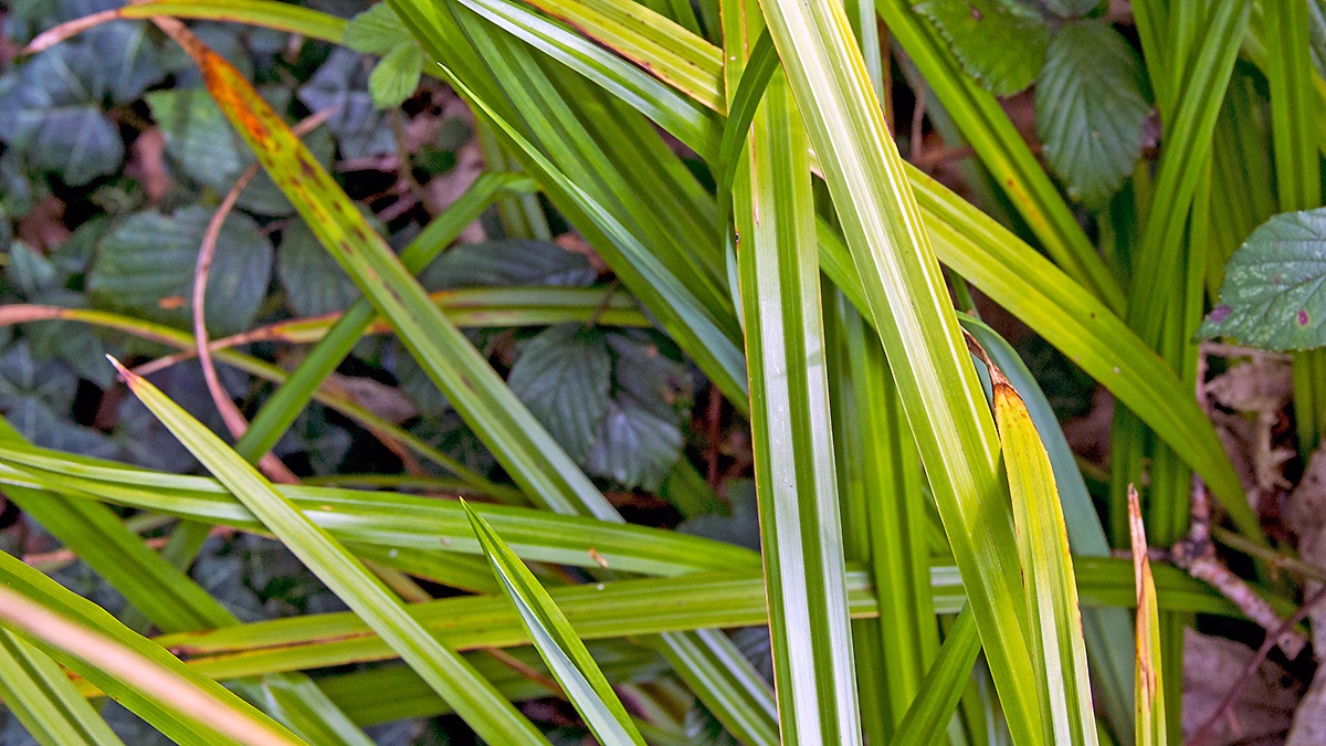 Pendulous Sedge [Carex pendula]