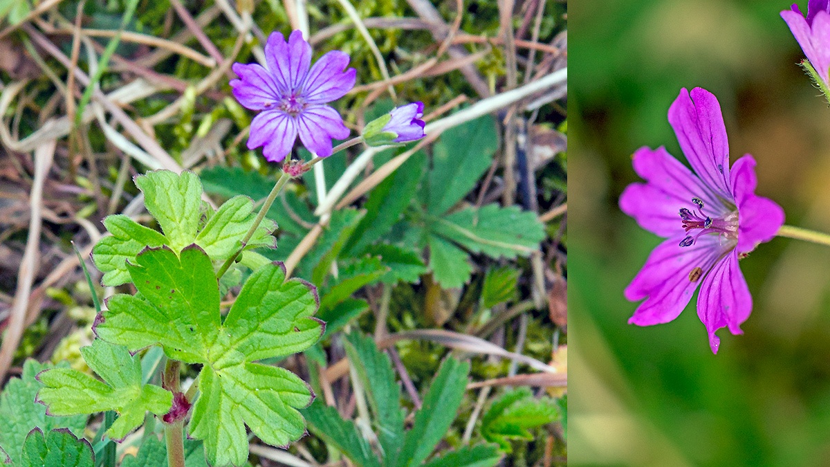 Hedgerow Crane’s-bill [Geranium pyrenaicum]