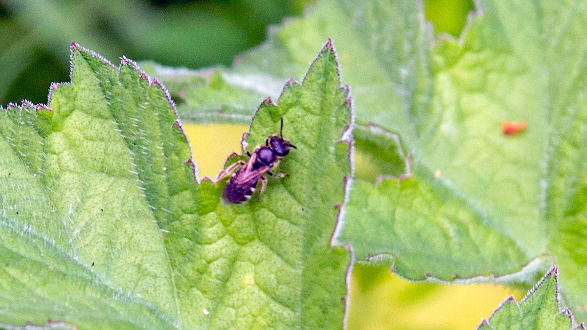 furrow bee [unidentified]