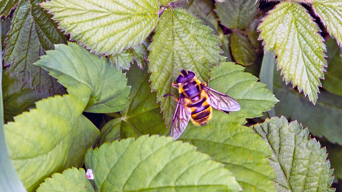 Batman Hoverfly [Myathropa florea]