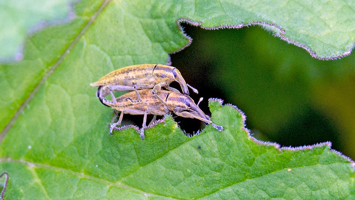 Yellow Weevil [Lixus iridis]