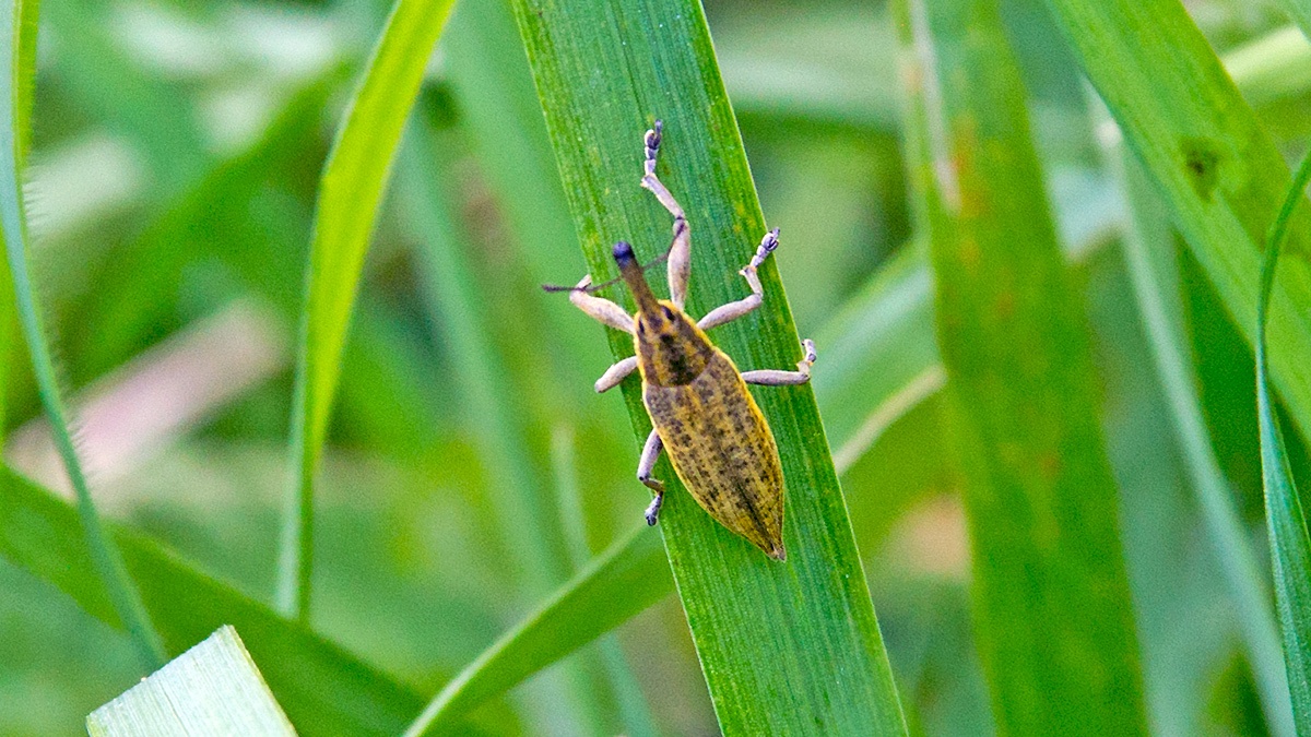 Yellow Weevil [Lixus iridis]