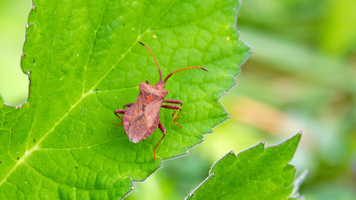 Dock Bug [Coreus marginatus]