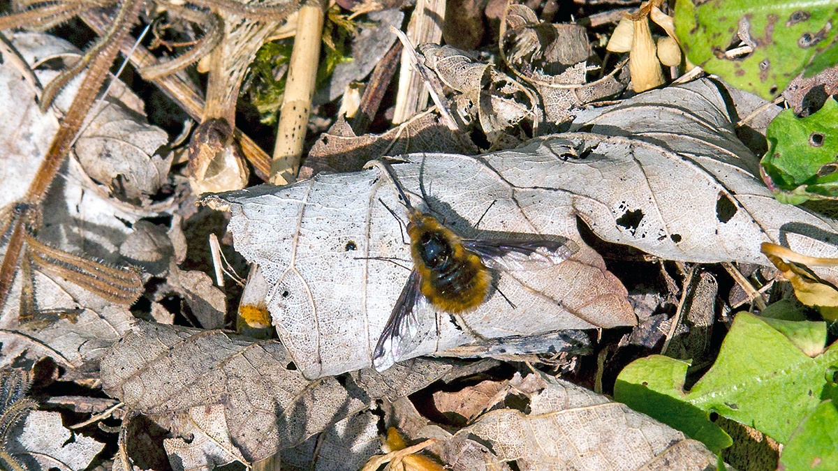 Dark-edged Bee-fly [Bombylius major]