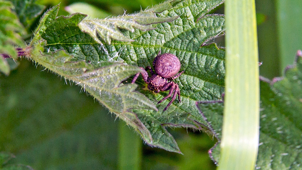 crab spider [Xysticus sp.]