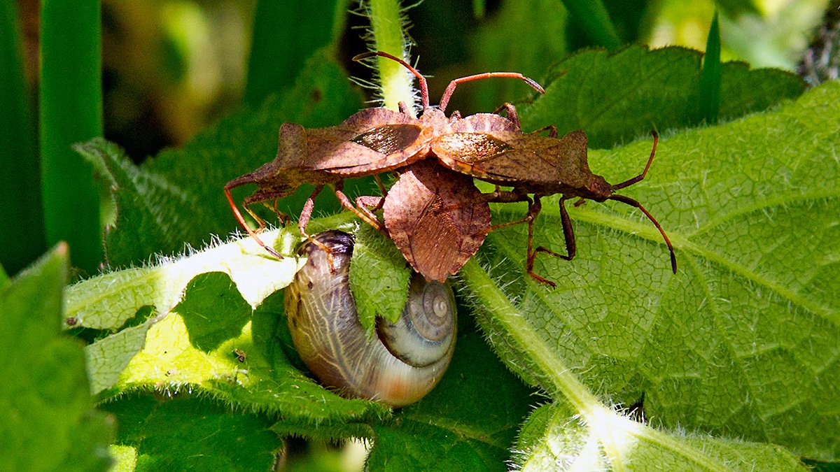 Dock Bug [Coreus marginatus]