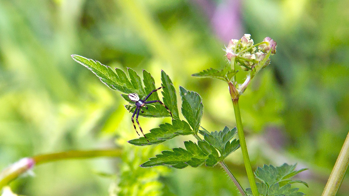 Flower Crab Spider [Misumena vatia]