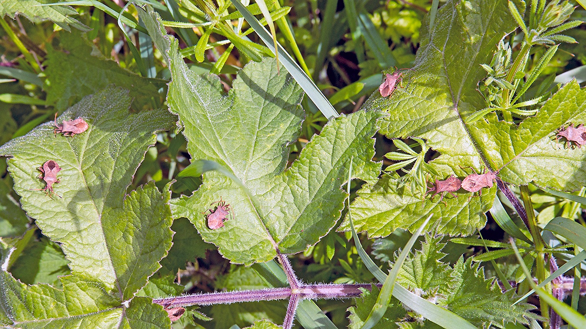 Dock Bug [Coreus marginatus]