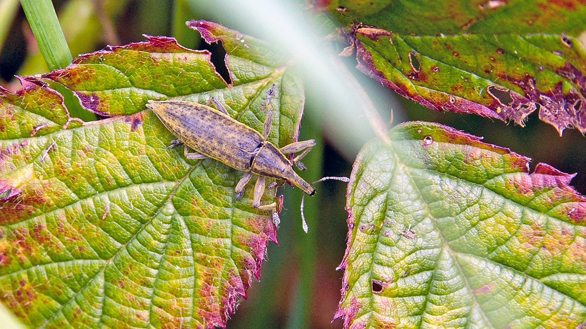 Yellow Weevil [Lixus iridis]