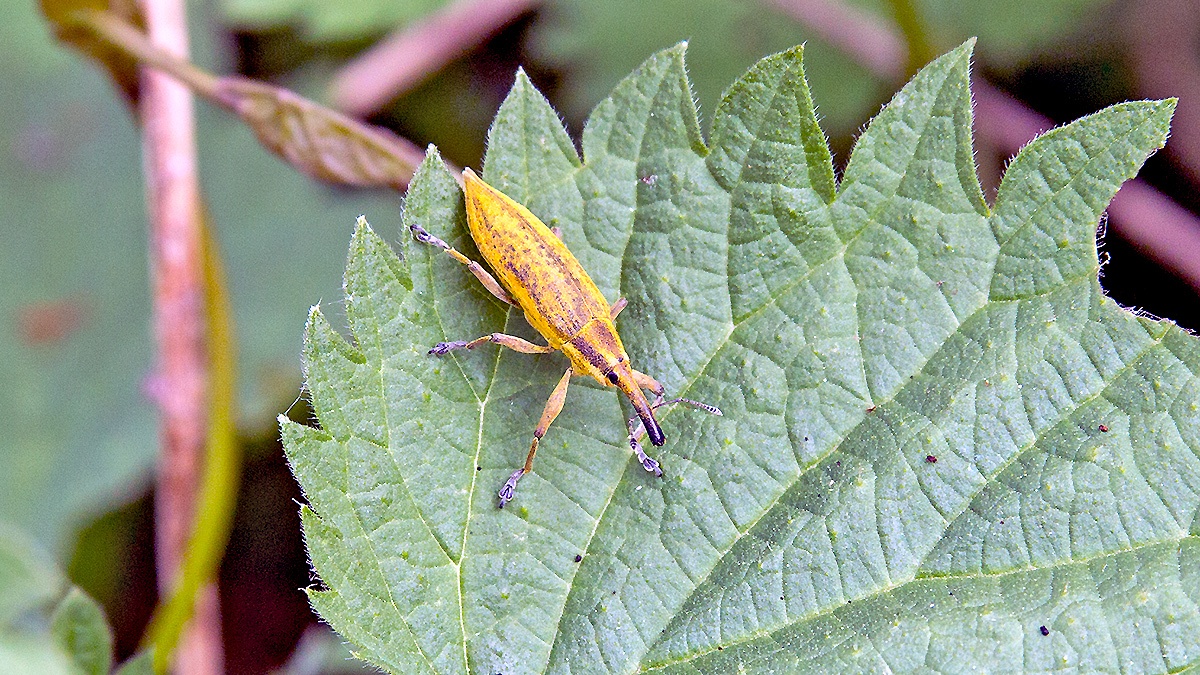 Yellow Weevil [Lixus iridis]