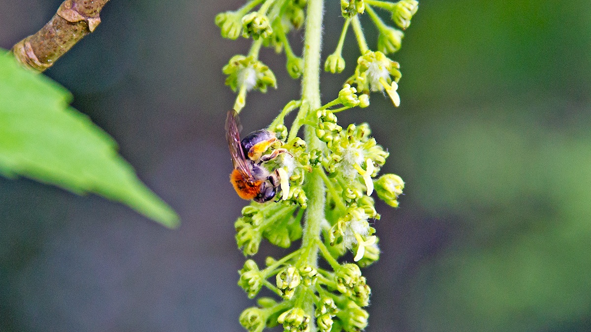 Early (or Orange-tailed) Mining Bee [Andrena haemorrhoa]