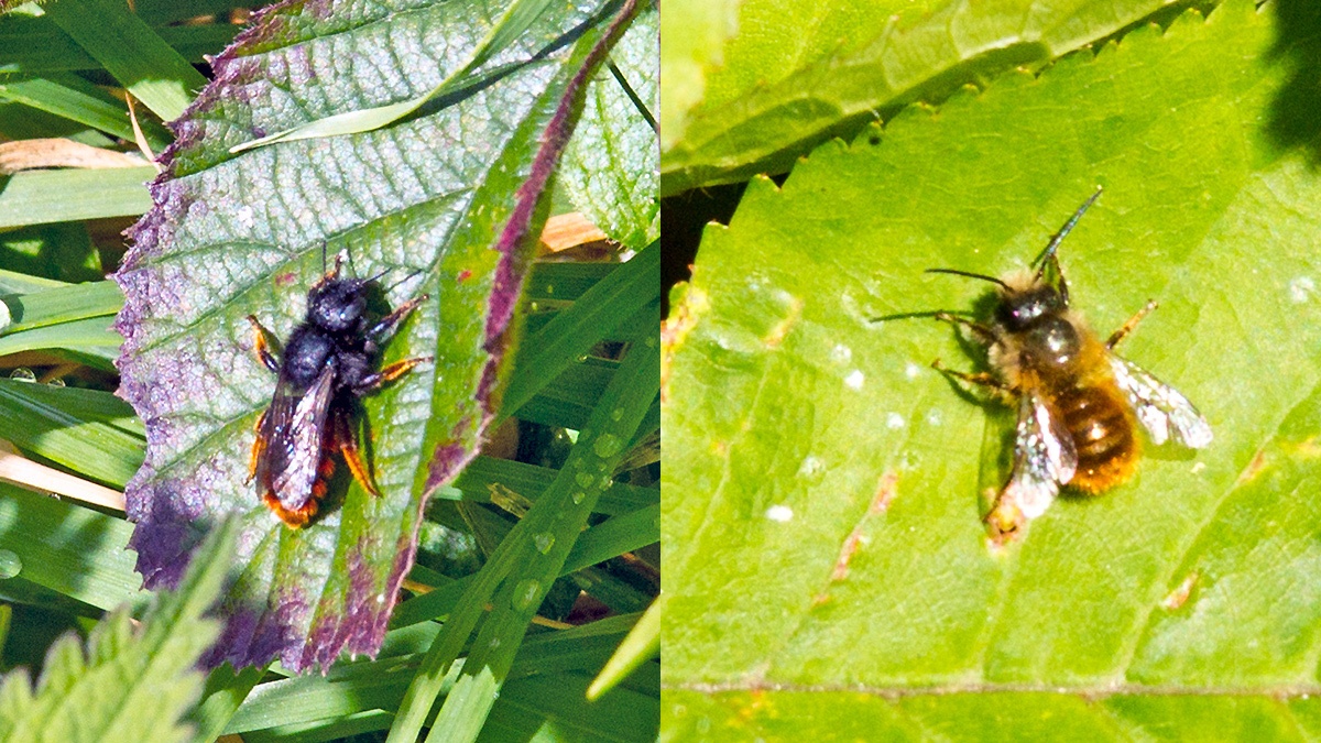 two mason bees [Osmia sp.]
