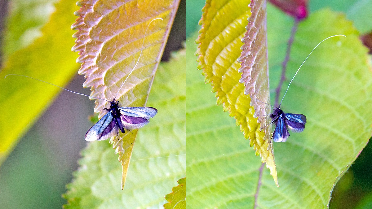Green Longhorn [Adela reaumurella]