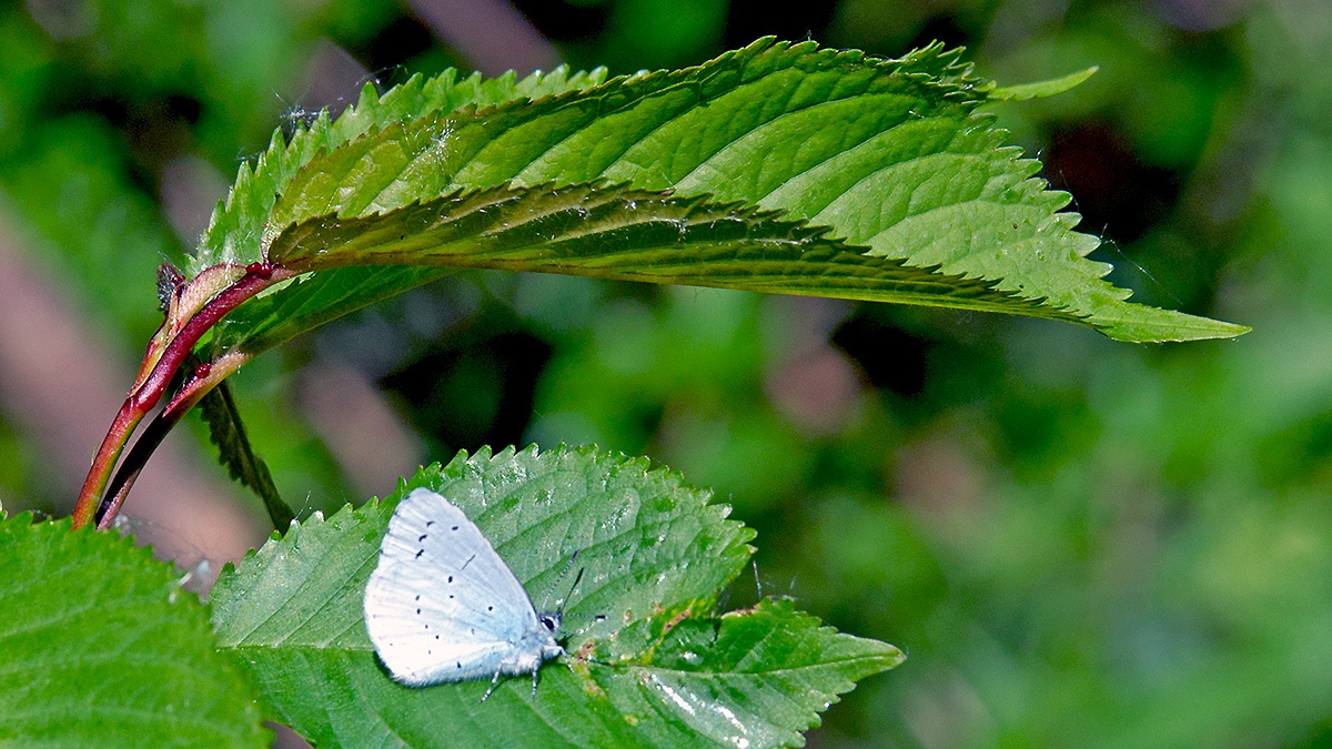 Holly Blue [Celastrina argiolus]