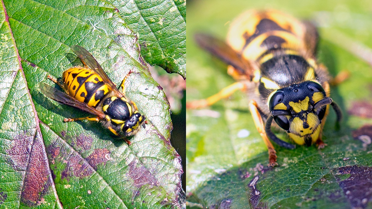 German Wasp [Vespula germanica]
