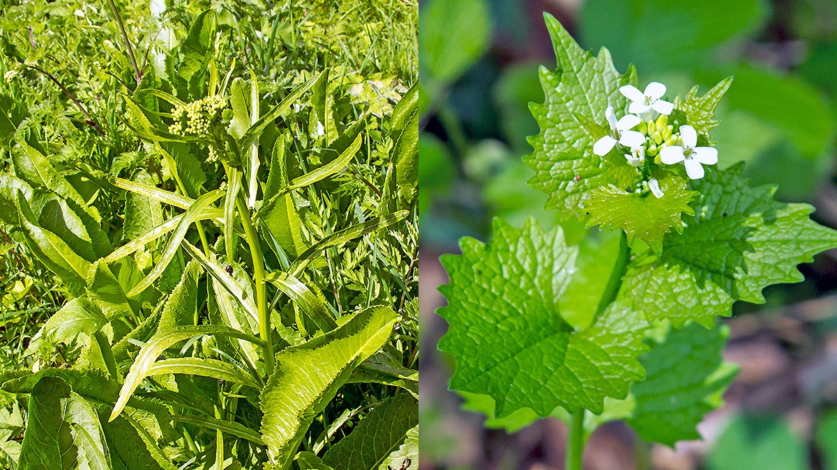 two members of the cabbage family [Brassicaceae]