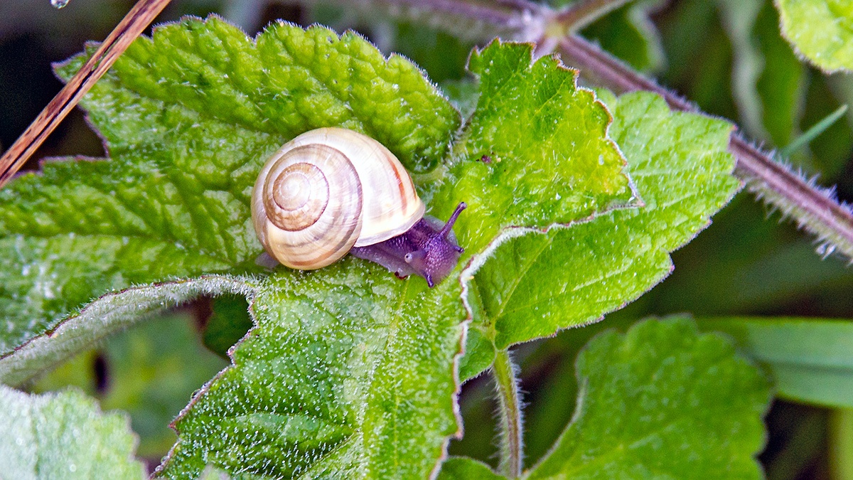 White-lipped Snail [Cepaea hortensis]