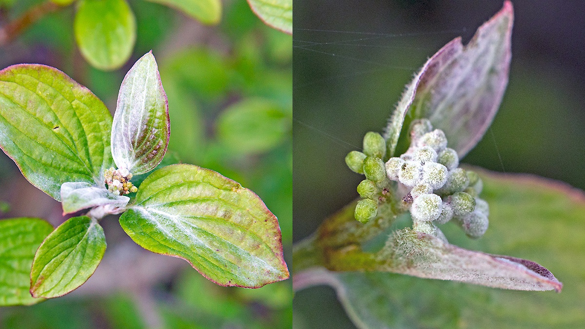 Dogwood Mildew [Erysiphe tortilis]