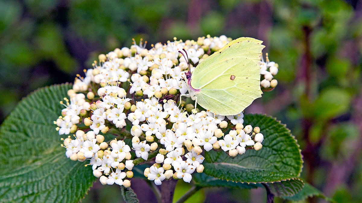 Brimstone [Gonepteryx rhamni]