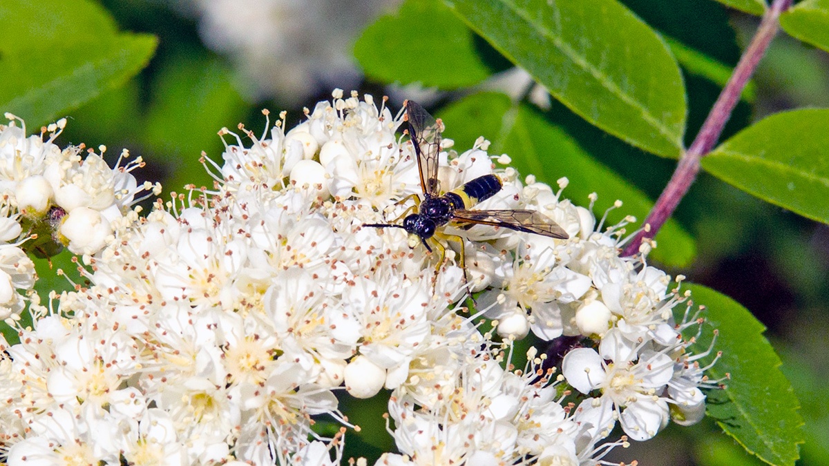 Wayward Sawfly [Tenthredo temula]
