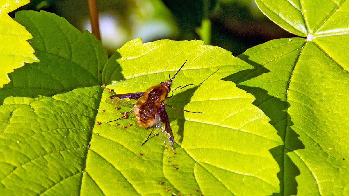 Dark-edged Bee-fly [Bombylius major]