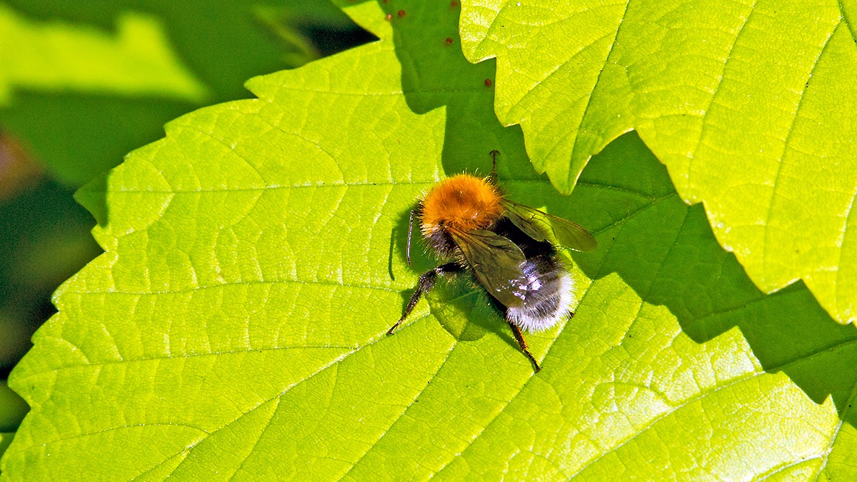 Tree Bumblebee [Bombus hypnorum]