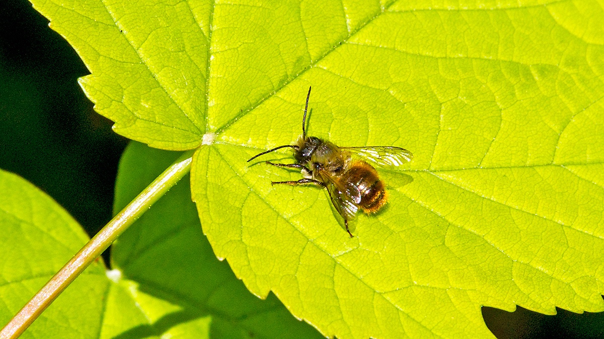 Red Mason Bee [Osmia bicornis]