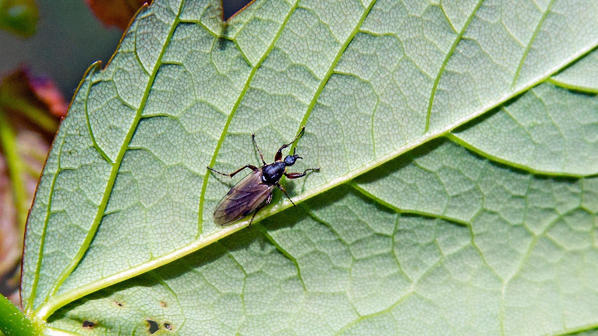 Variable Bibio [Bibio varipes]