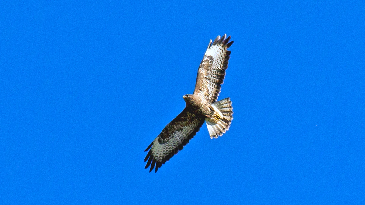 Common Buzzard [Buteo buteo]