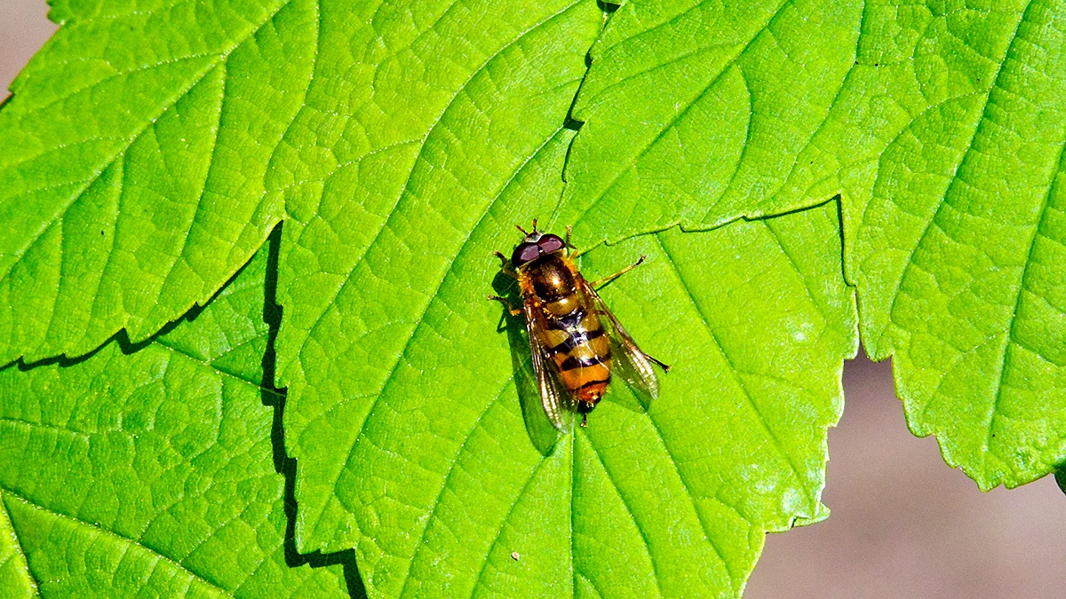hoverfly [Epistrophe/Syrphus sp.]