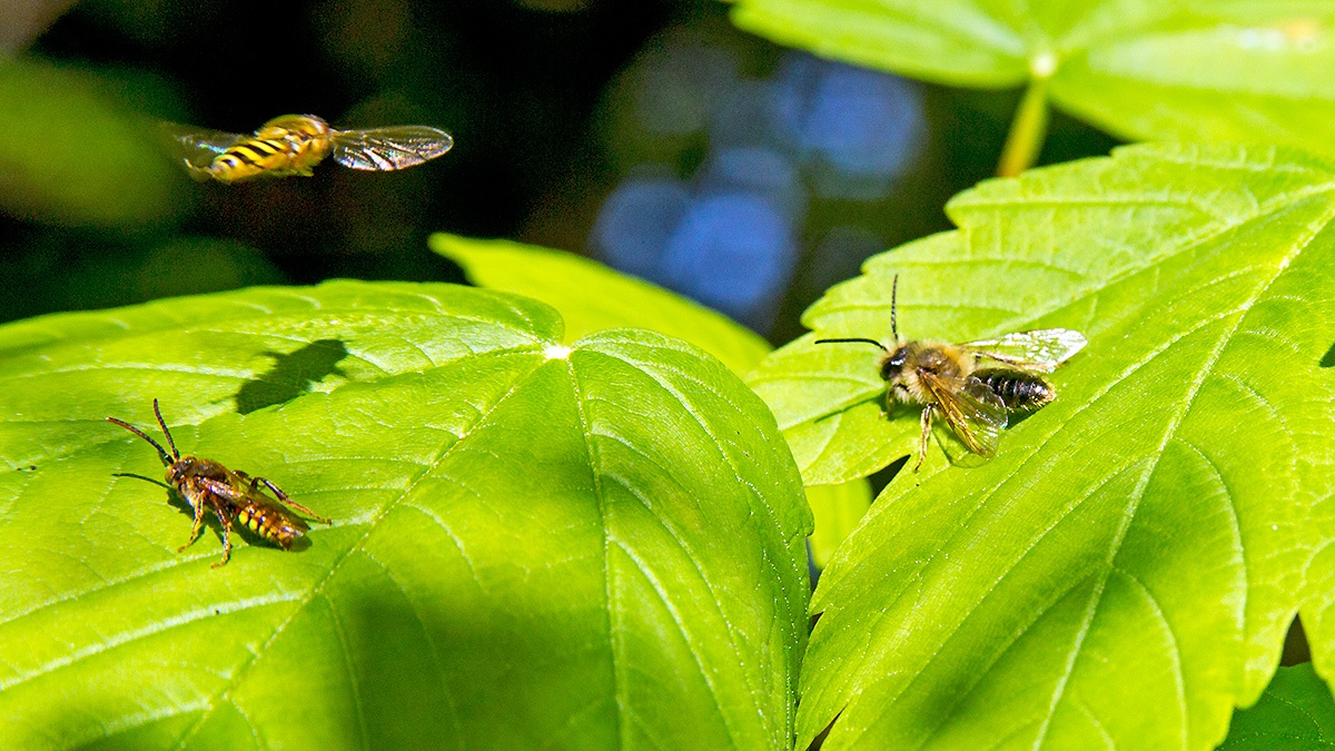 Mix of insects on Sycamore