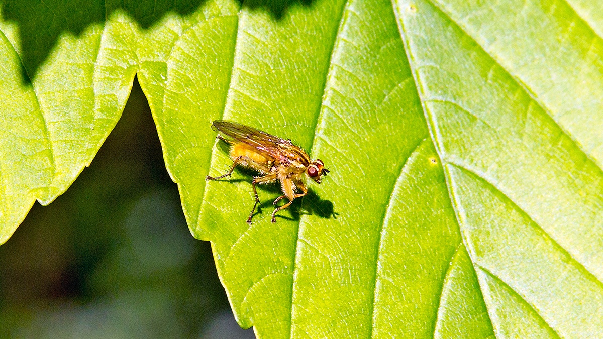 Yellow Dung Fly [Scathophaga stercoraria]