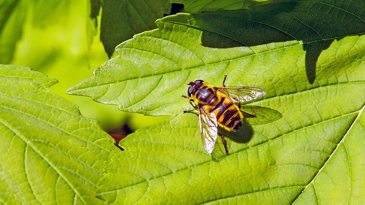 Batman Hoverfly [Myathropa florea]