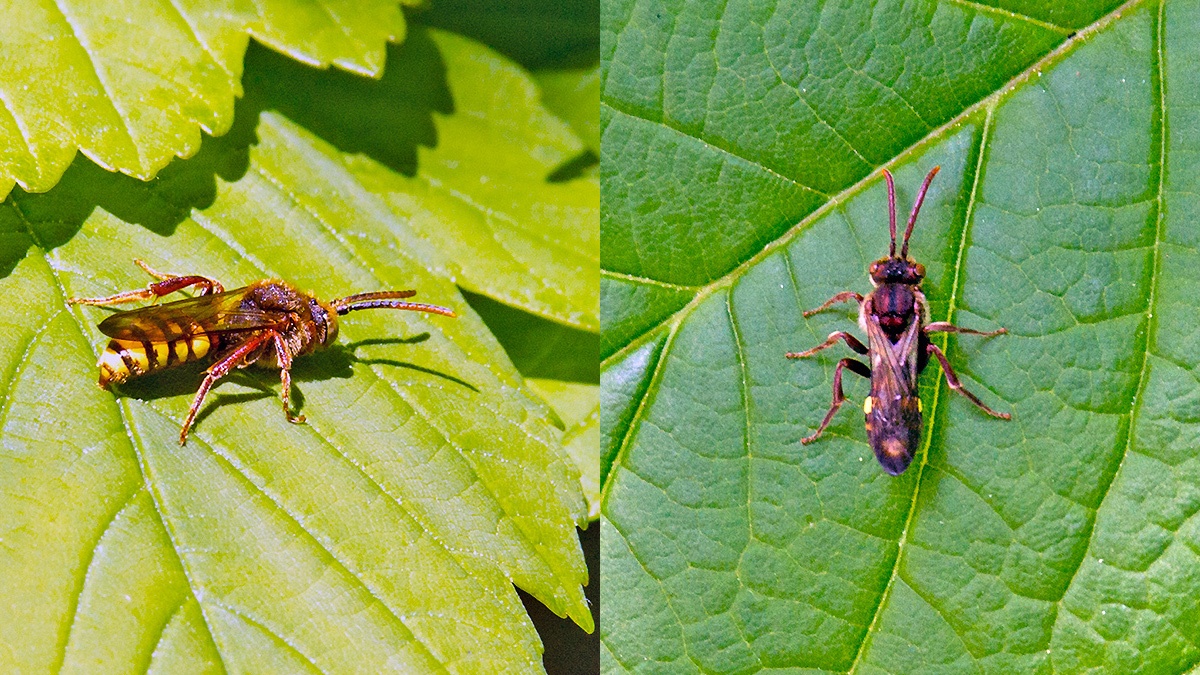 Flavous Nomad Bee [Nomada flava]