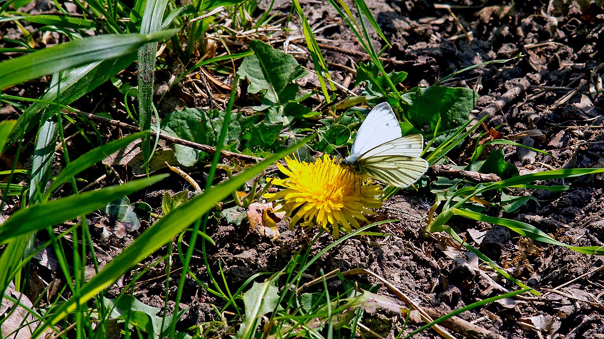 Green-veined White [Pieris napi]