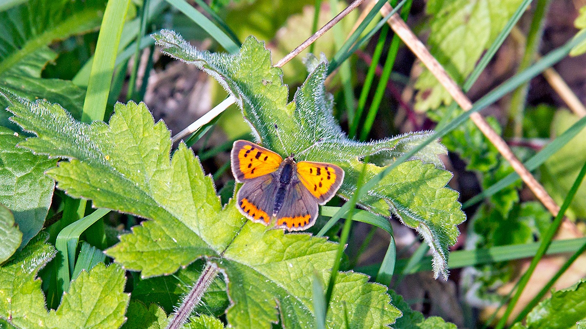 Small Copper [Lycaena phlaeas]
