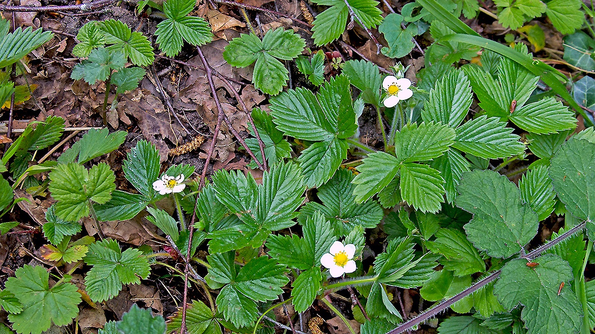 Wild Strawberry [Fragaria vesca]