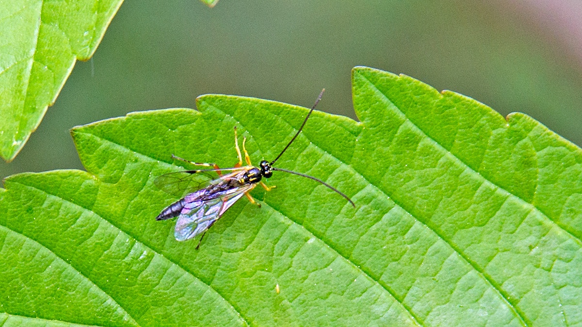 Ichneumon wasp [Apechthis rufata]