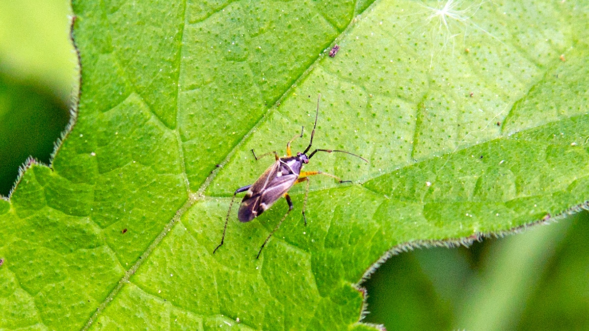Oak Catkin Bug [Harpocera thoracica]
