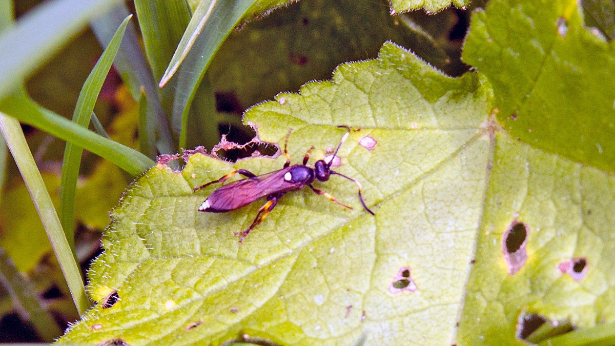 Ichneumon wasp [Ichneumon suspiciosus]