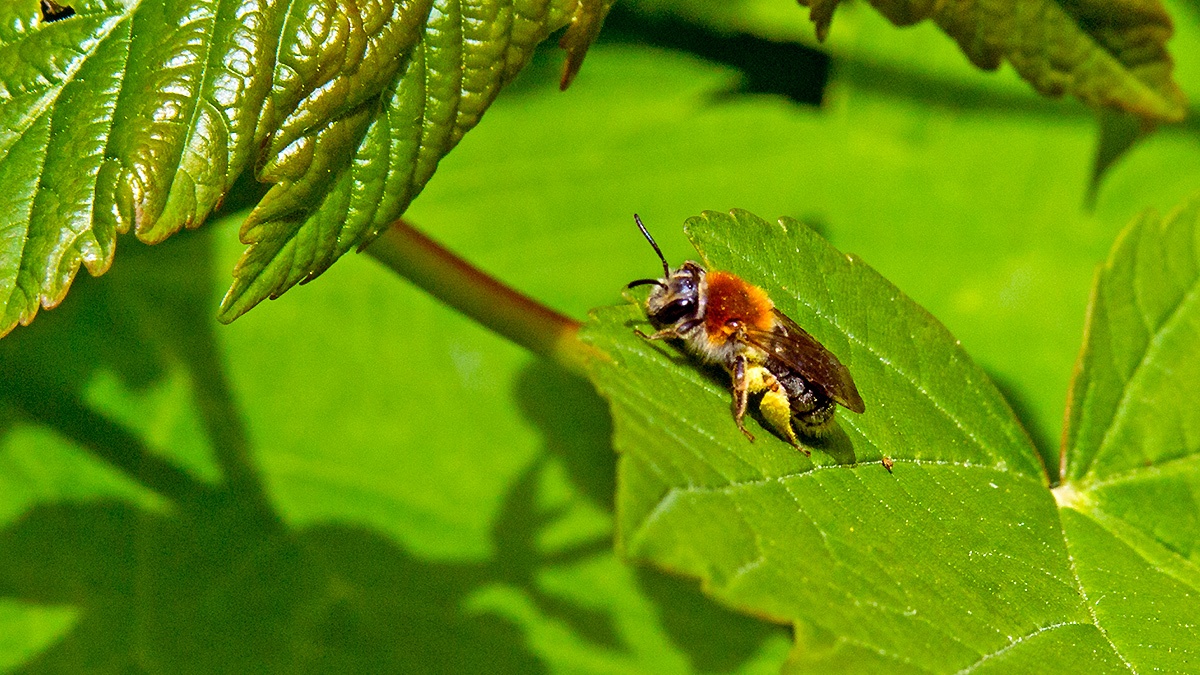 Early (or Orange-tailed) Mining Bee [Andrena haemorrhoa]