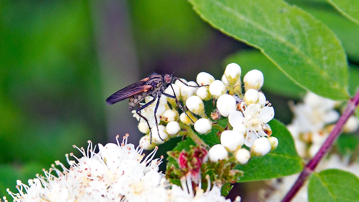 Common Dance Fly [Empis tessellata]