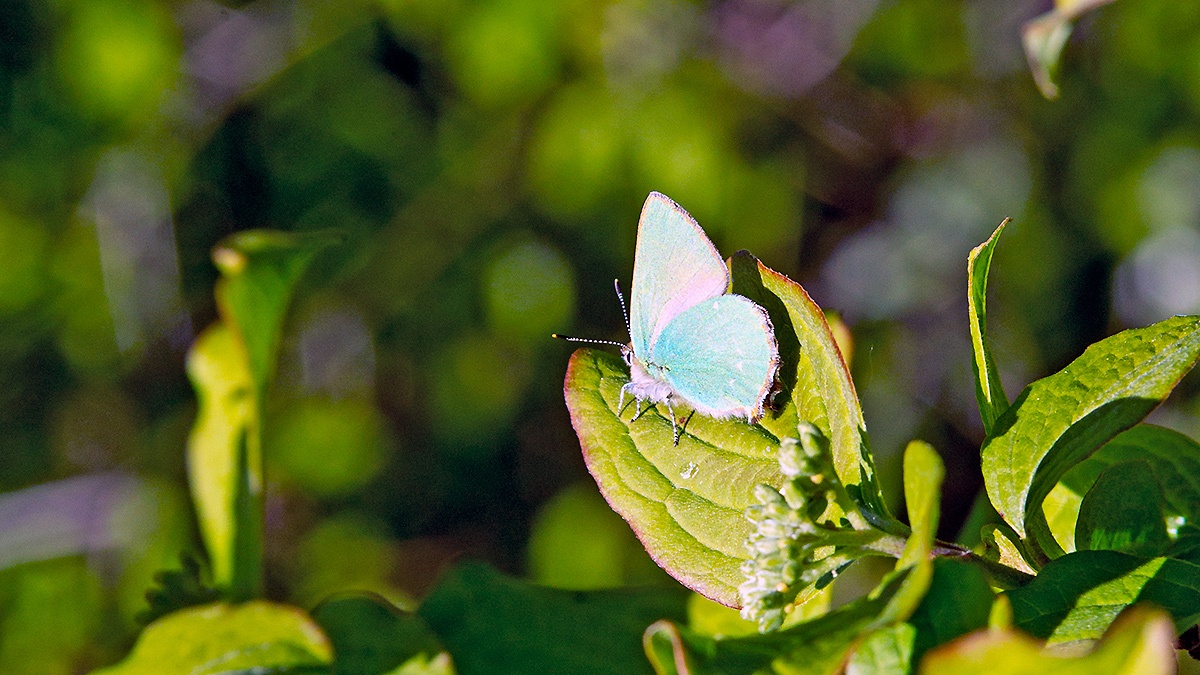 Green Hairstreak [Callophrys rubi]