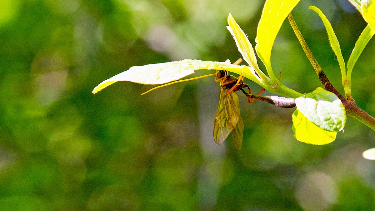 Ichneumon wasp [unidentified]
