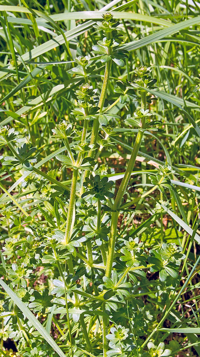 Hedge Bedstraw [Galium mollugo]