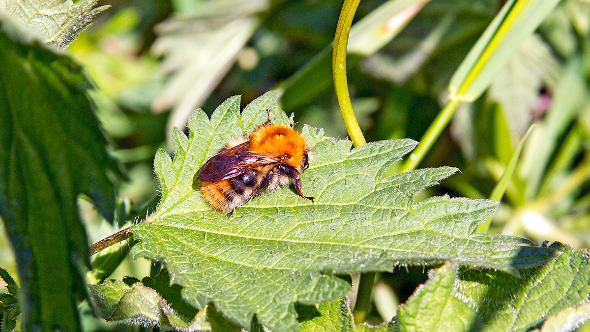 Common Carder Bee [Bombus pascuorum]