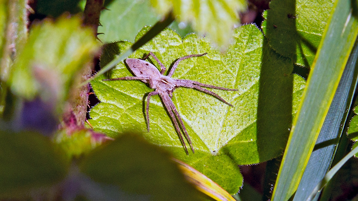 Nursery Web Spider [Pisaura mirabilis]